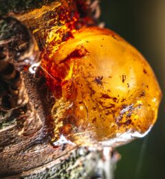 Signification émotionnelle de la hernie : discale, hiatale, inguinale, ombilicale
