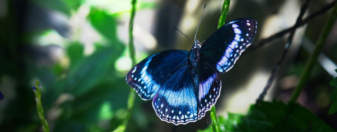 Les signes de changement de palier vibratoire