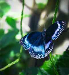 Les signes de changement de palier vibratoire